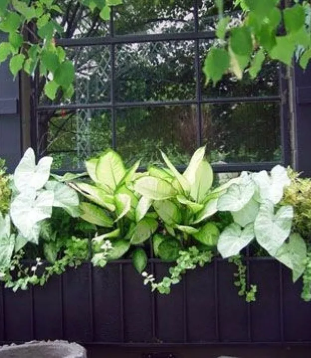 A window box planted with green and white foliage