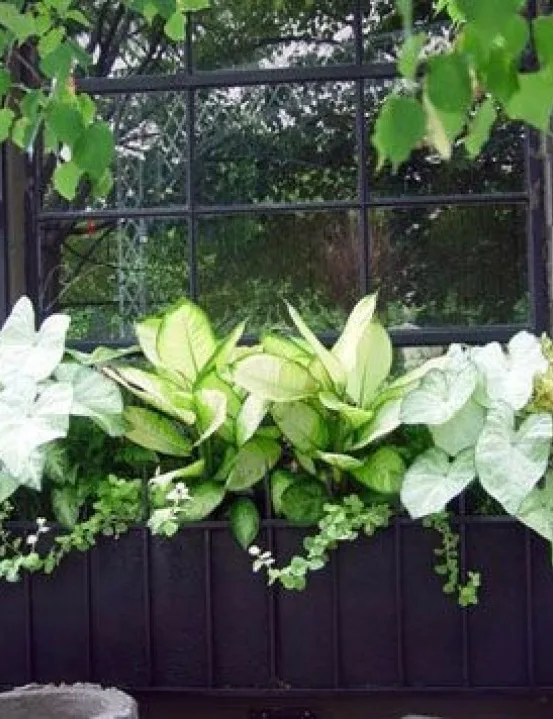 A window box planted with green and white foliage