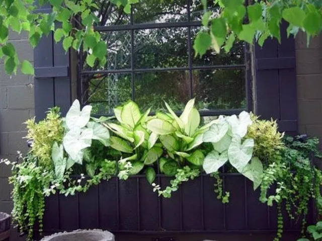 A window box planted with green and white foliage