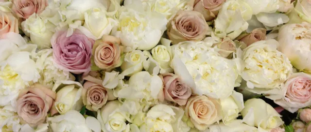 A bed of cream peonies and dusky pink roses