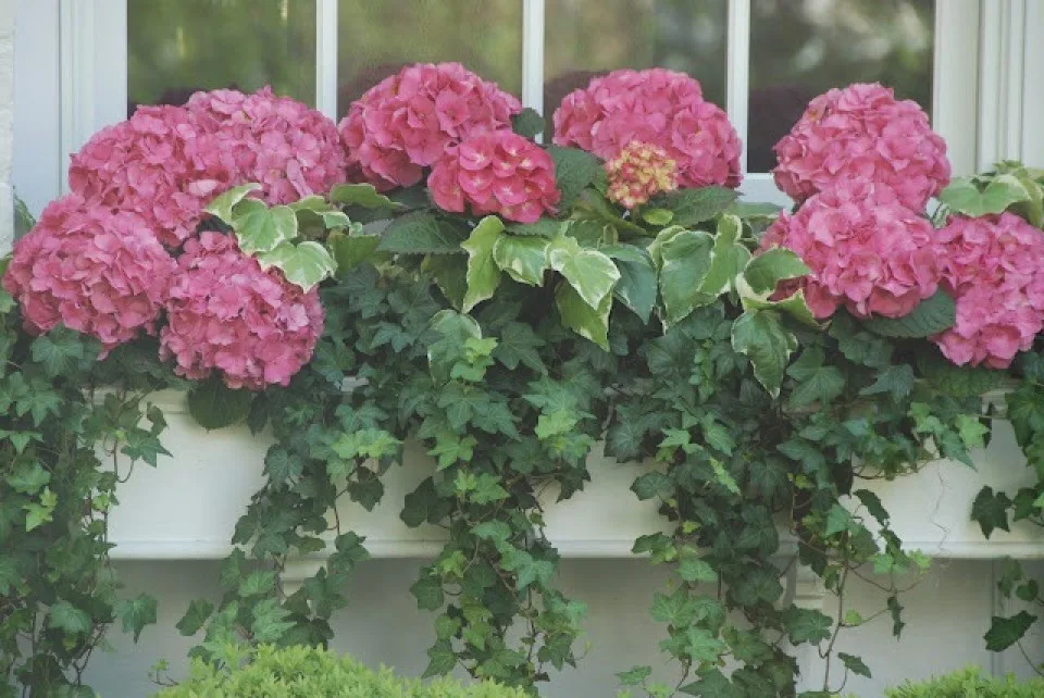 A window box of pink hydrangeas and trailing ivy