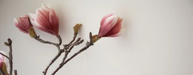 A single magnolia branch in bloom