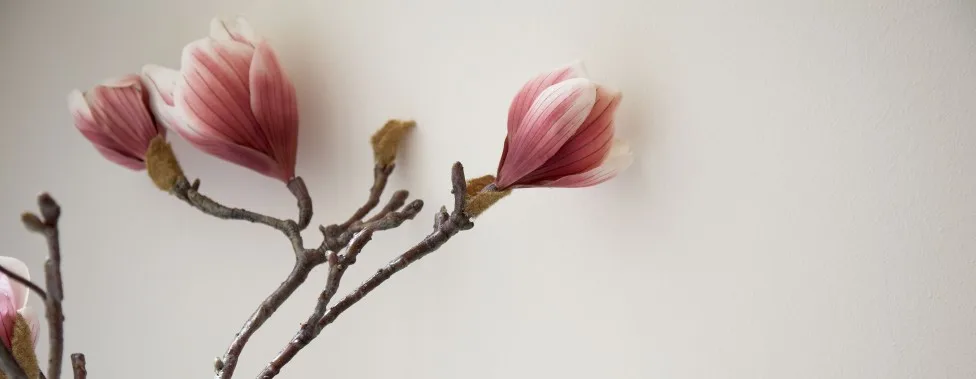 A single magnolia branch in bloom
